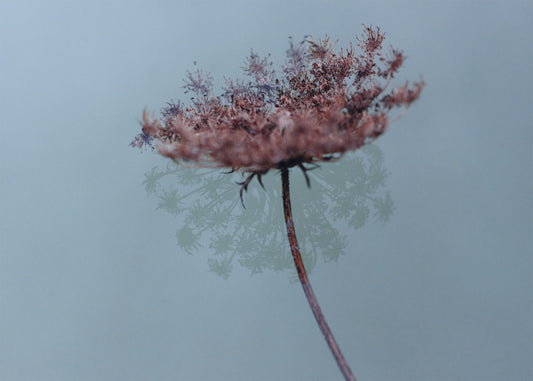 Birkenstock Australia Care Essentials flower mood image