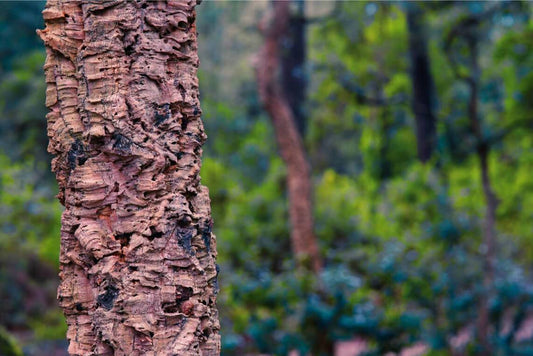 Birkenstock Australia tree sustainability mood image